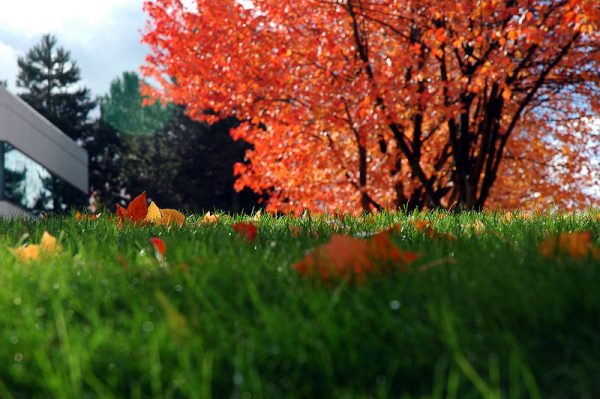 "Microsoft view I love - Orange and yellow fall leaves popping up in the grass, red leaves with black trunks in background, at Microsoft building 8 in Redmond, Washington state, USA" by Wonderlane is licensed under CC BY 2.0.