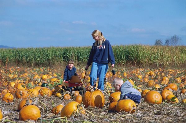 "Hoffman's Dairy Garden - pumpkin patch, mom/kids 2 - 106" by Mt. Hood Territory is licensed under CC BY 2.0.